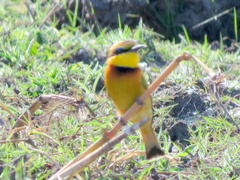 Merops pusillus argutus