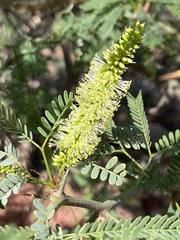 Prosopis articulata