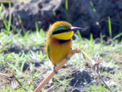 Merops pusillus argutus