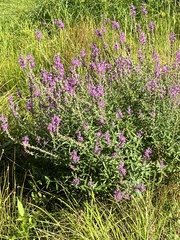 Lythrum salicaria