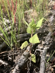 Brickellia californica