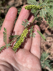 Prosopis articulata