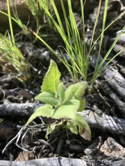 Brickellia californica