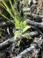 Brickellia californica