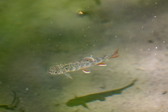 Salvelinus fontinalis