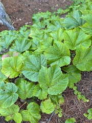 Parthenocissus tricuspidata