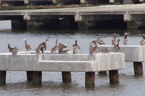 Brown Pelican photographed in Mississippi