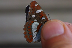 Limenitis reducta