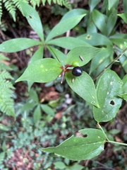Medeola virginiana