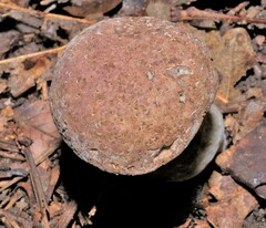 Tylopilus rubrobrunneus