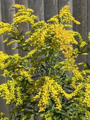 Solidago juncea