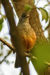 Turdus rufiventris