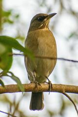 Turdus amaurochalinus