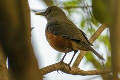 Turdus rufiventris