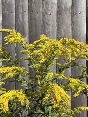 Solidago juncea