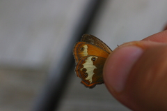 Coenonympha arcania