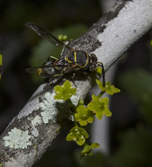 Leucospis
