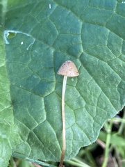 Conocybe tenera