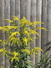 Solidago juncea