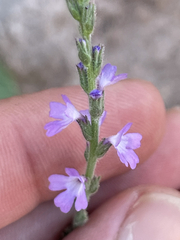 Verbenaceae