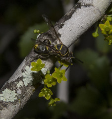 Leucospis