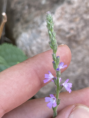 Verbenaceae
