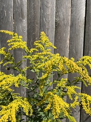 Solidago juncea
