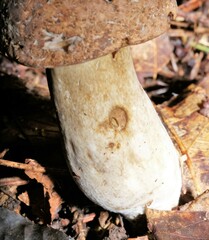Tylopilus rubrobrunneus