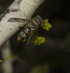 Leucospis