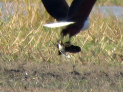 Actophilornis africanus
