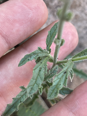 Verbenaceae