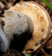 Tylopilus rubrobrunneus