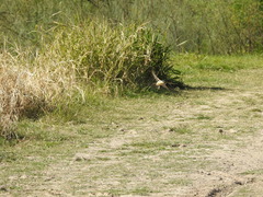 Tachycineta leucorrhoa