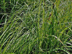 Carex acuta