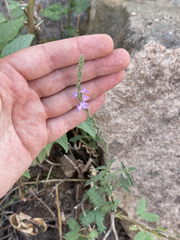 Verbenaceae