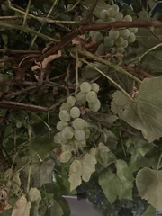 Vitis labrusca