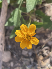 Heliopsis anomala