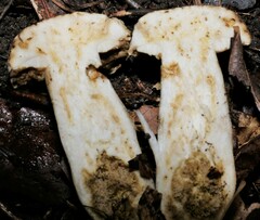 Tylopilus rubrobrunneus