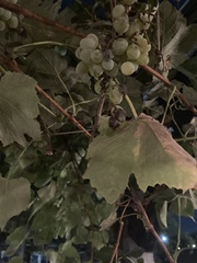 Vitis labrusca