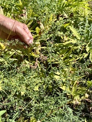Symphyotrichum dumosum