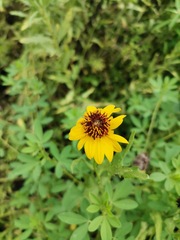 Helianthus laciniatus