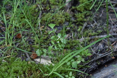 Cardamine pensylvanica