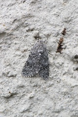 Acronicta euphorbiae