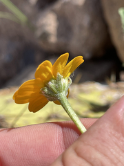 Heliopsis anomala