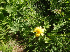 Arnica latifolia