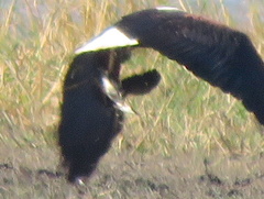 Actophilornis africanus