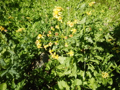Arnica latifolia