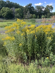 Solidago gigantea