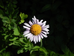 Erigeron glacialis