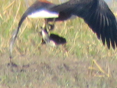 Actophilornis africanus